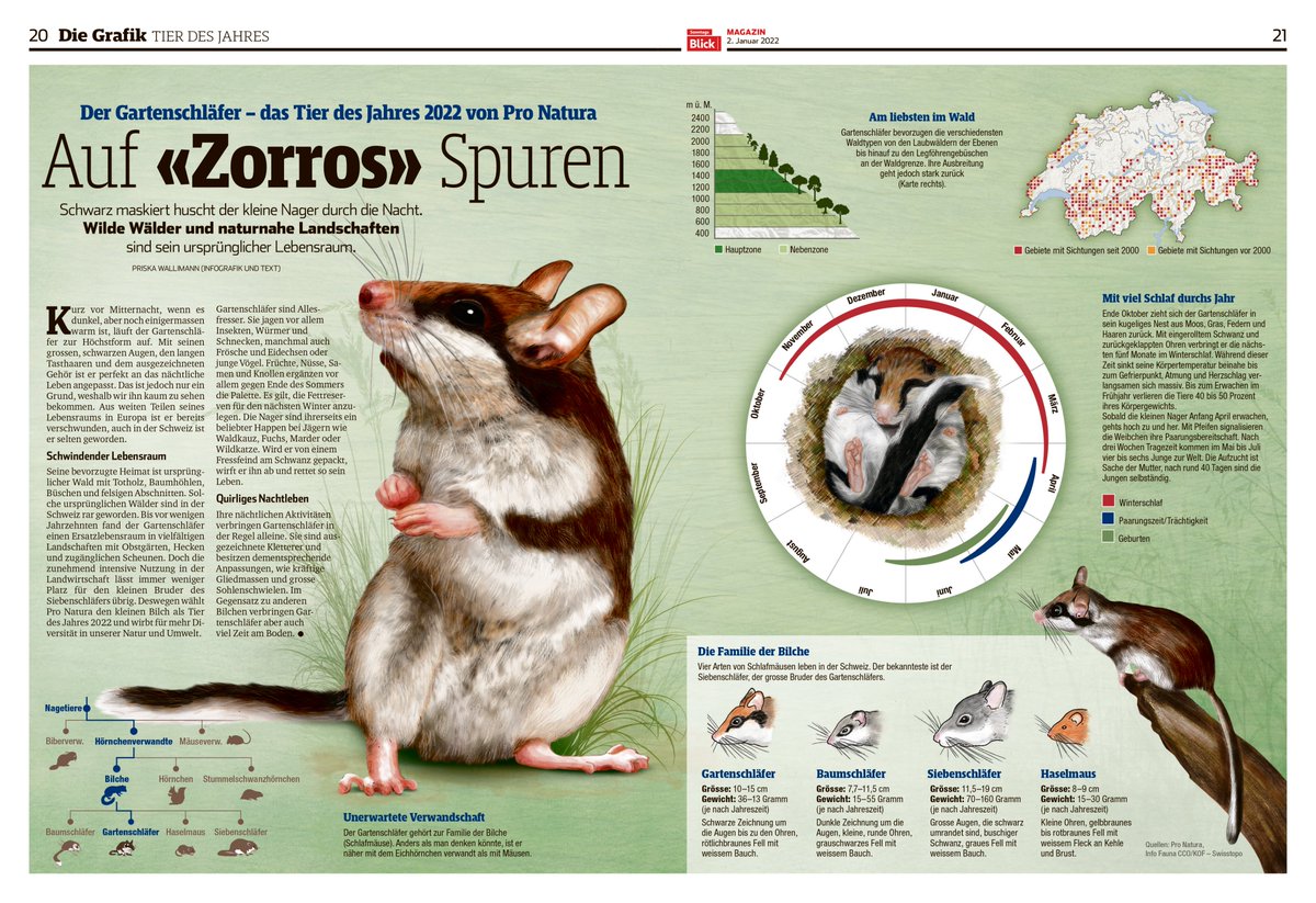 Jedes Jahr ein Herzensprojekt: Das Tier des Jahres von <a href="/pronaturach/">Pro Natura</a> Dieses Jahr wirbt der Gartenschläfer für mehr naturnahe Landschaften im <a href="/Sonntags_Blick/">SonntagsBlick</a> 
storytelling.blick.ch/longform/2022/…