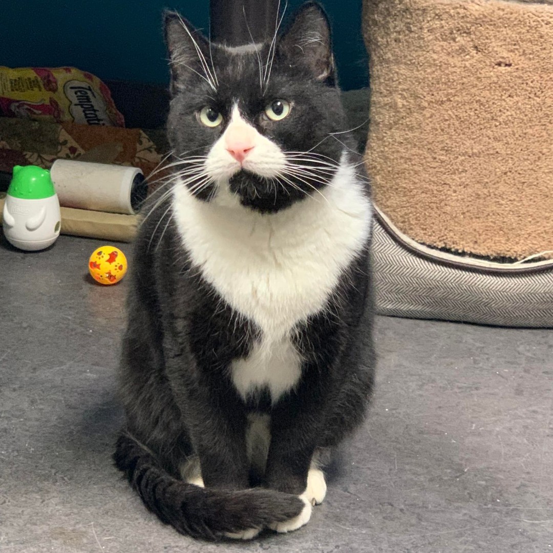 Jazz is a quiet boy who is looking for a patient home that will give him time to warm up. Jazz will be a great addition to any home without animals and older children. fmspca.ca/adoptable-cats/ #meow #adoptme