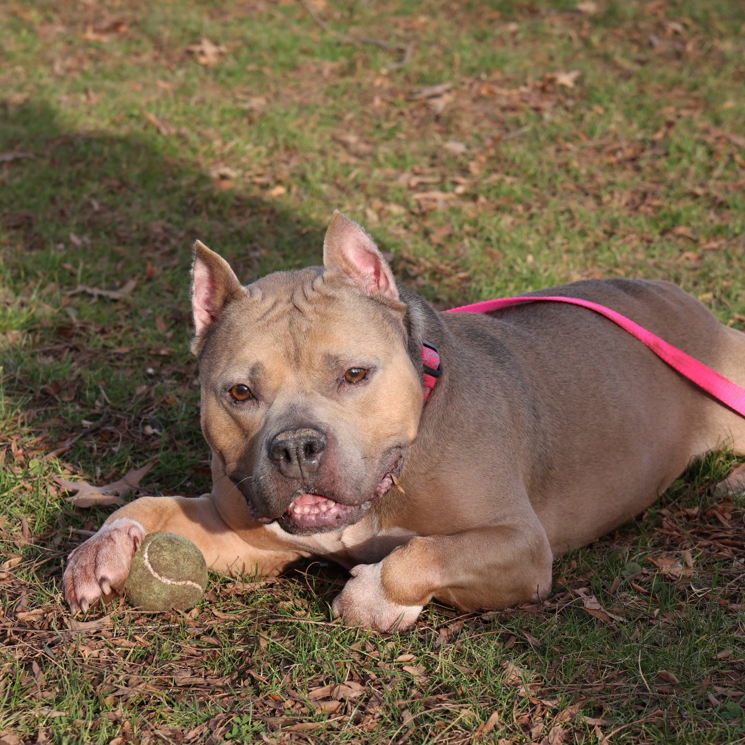cthumane's tweet photo. "Tennis ball has to rest. Is tired from fetch."--Brooklyn
#MakingFetchHappen #Playtime #ThenNaptime #CThumane https://t.co/bp7cc1YoOA
