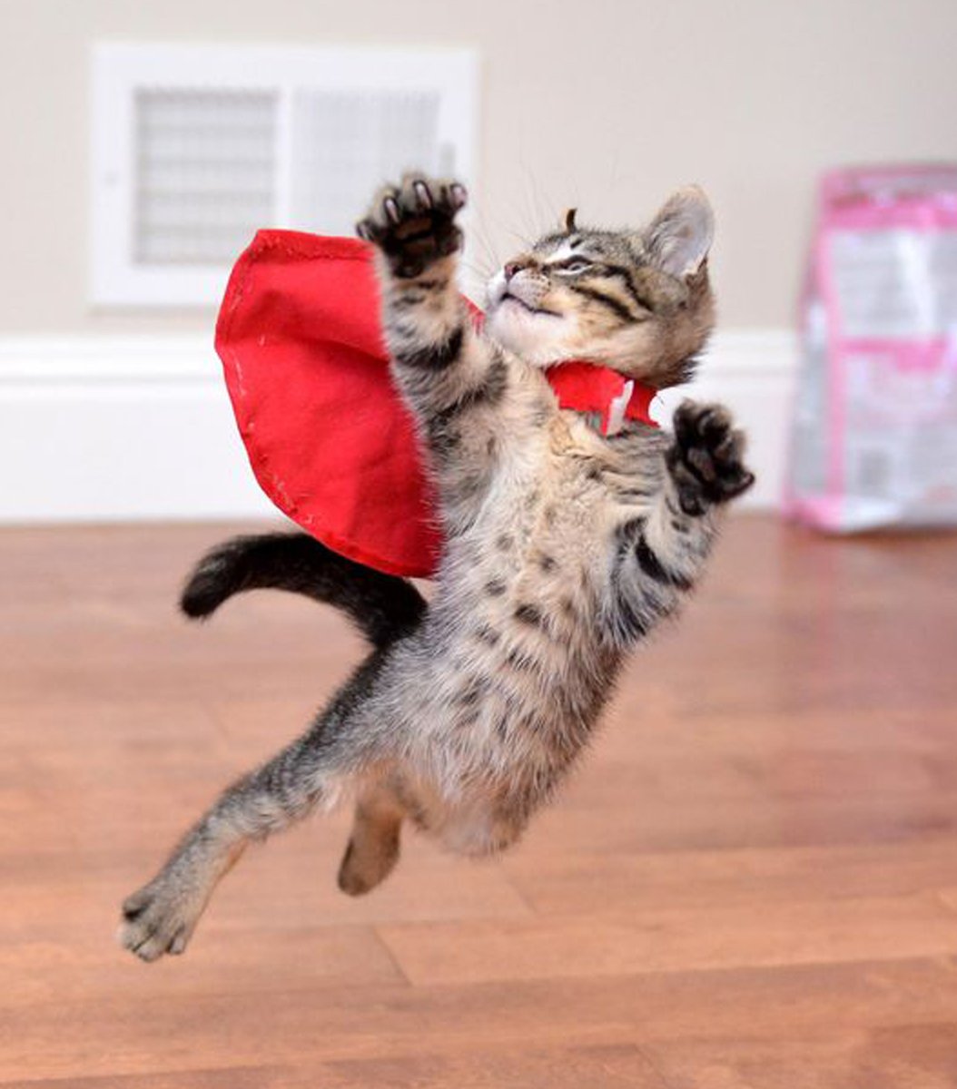 gentleeeeeeecat's tweet photo. Doctor Kitten Strange https://t.co/PqYN7TFJ8I