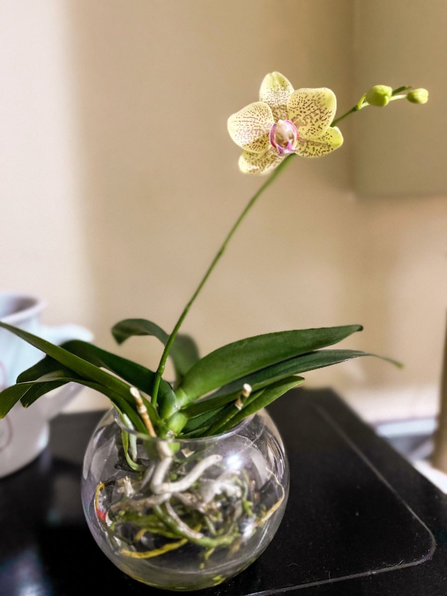 mindfulmigraine's tweet photo. Hello January ❄️ and 2022. I wish you all a year of comfort, low pain and love💗 Just like this orchid, everything blooms in its own time🌸 There is beauty in being still, becoming and blooming🌟 https://t.co/upKdAVM6bo
