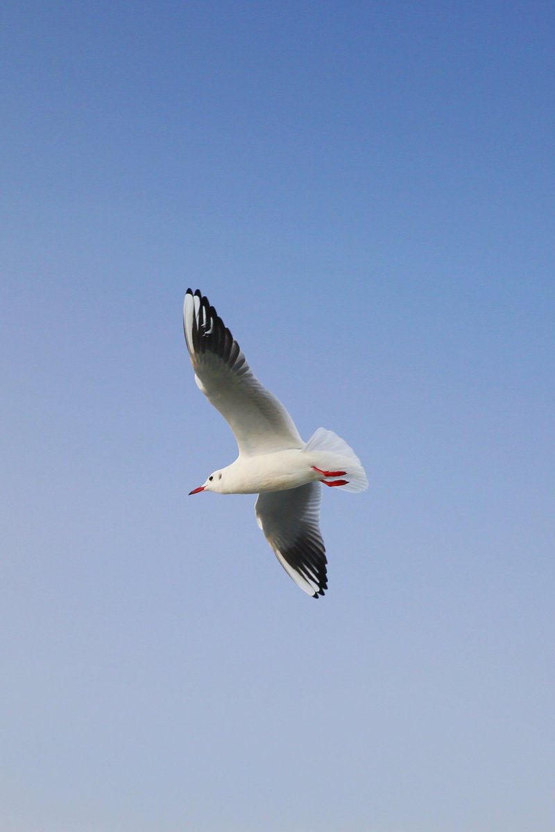 IEASONCHAN's tweet photo. The seagulls came from Siberia. https://t.co/AR98WOP5FQ