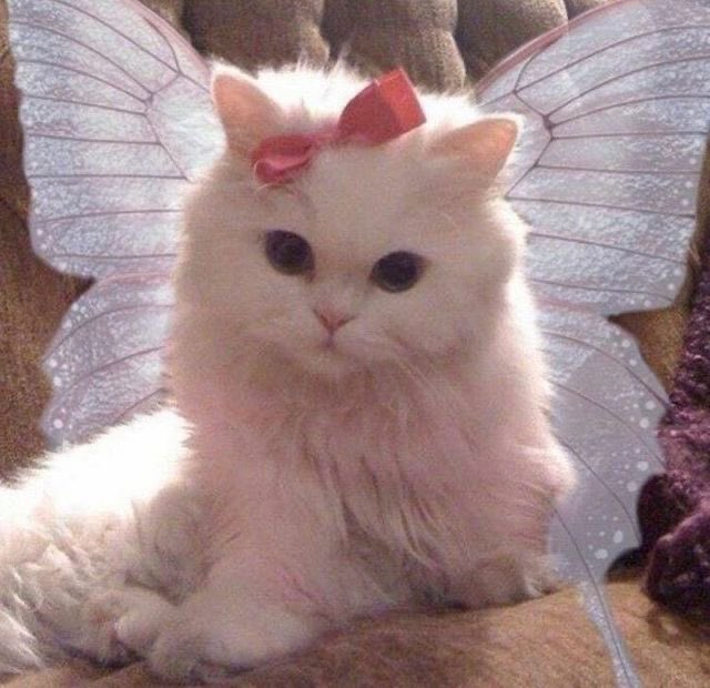 sugarr_tae's tweet photo. @falineishere It's okay to feel sad B) Always remember that fairy kitty is there for you B) https://t.co/thBh0kckkE
