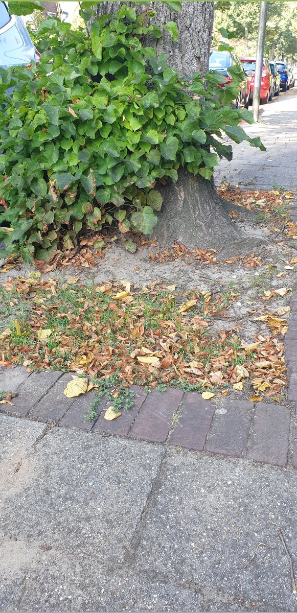 pimlemmers's tweet photo. Kunnen de #wildebijen #bijen #vlinders en andere insecten ook in 2022 weer op uw steun rekenen? #nationalezaaidag #steenbreek #guerillagardening #boomspiegelfeest https://t.co/Z8h2NHkqUd