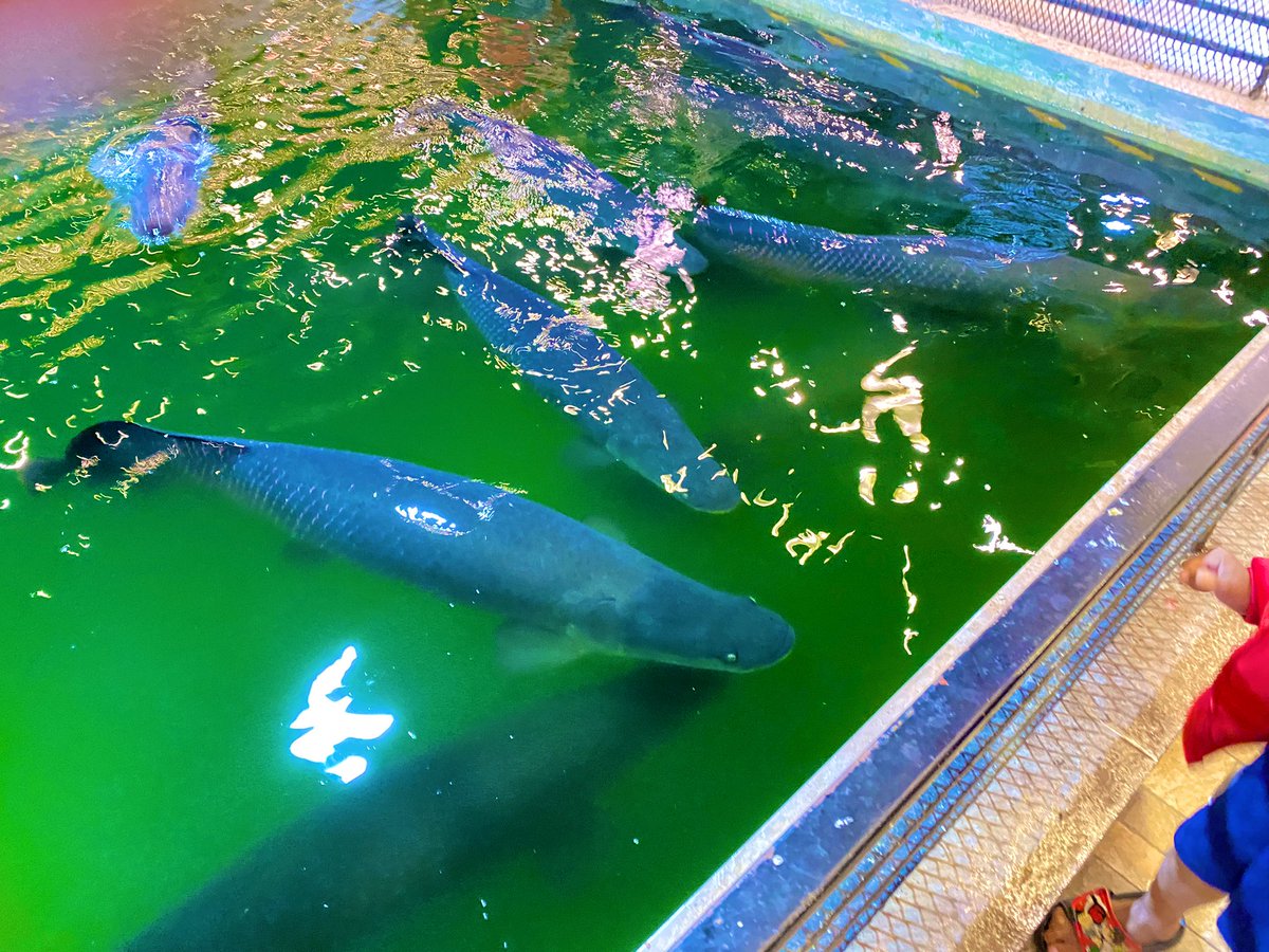 BeerBenjamas's tweet photo. 🐟🐠เด็กชอบกันใหญ่เลย👦👦 https://t.co/oYCaHQ2lSJ