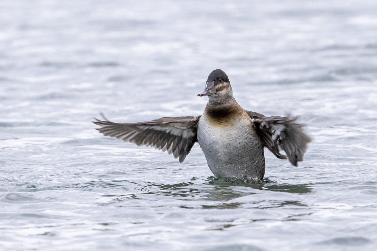 Ruddy Duck 1st Jan 2022 somewhere on this planet !!! 1st lifer of 2022 <a href="/PhilipMillns/">Philip Millns</a> <a href="/RareBirdAlertUK/">RareBirdAlertUK</a>
