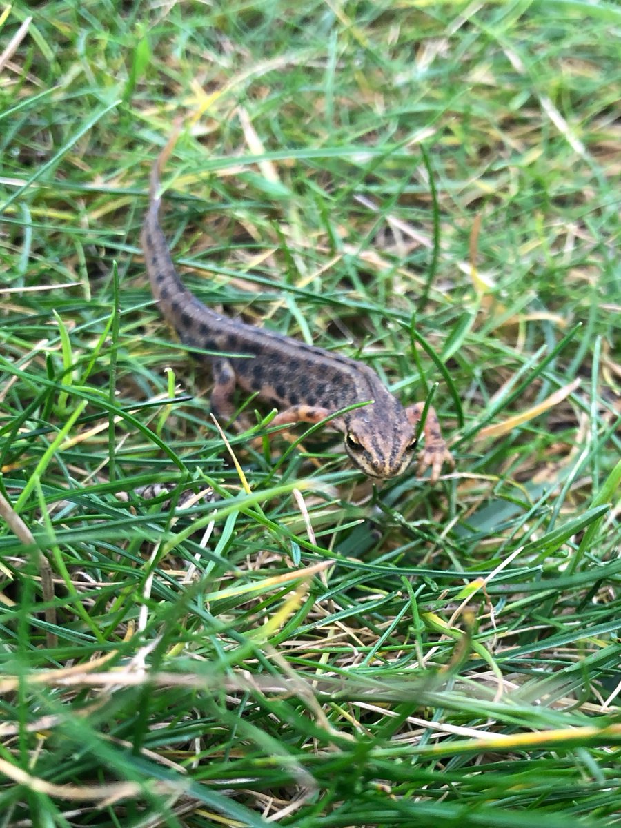 KingsManorHotel's tweet photo. We spotted this little fella in East Lothian the other day! #naturephotography #scotlandisnow #eastlothian https://t.co/MBe8aPlI88