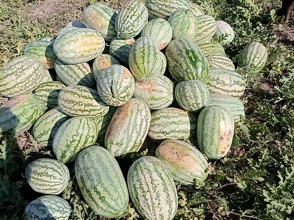 wirejames's tweet photo. Heavy and Tasty Water Melon from Butaleja District. Easily accessible via Tirinyi Rd.
A Canter Long is going for UGX 4 Million Only.
Available upon request. DM
#FarmingWithWire
#BusinessWithWIre
#360Mentor https://t.co/hFMNdh9GjB
