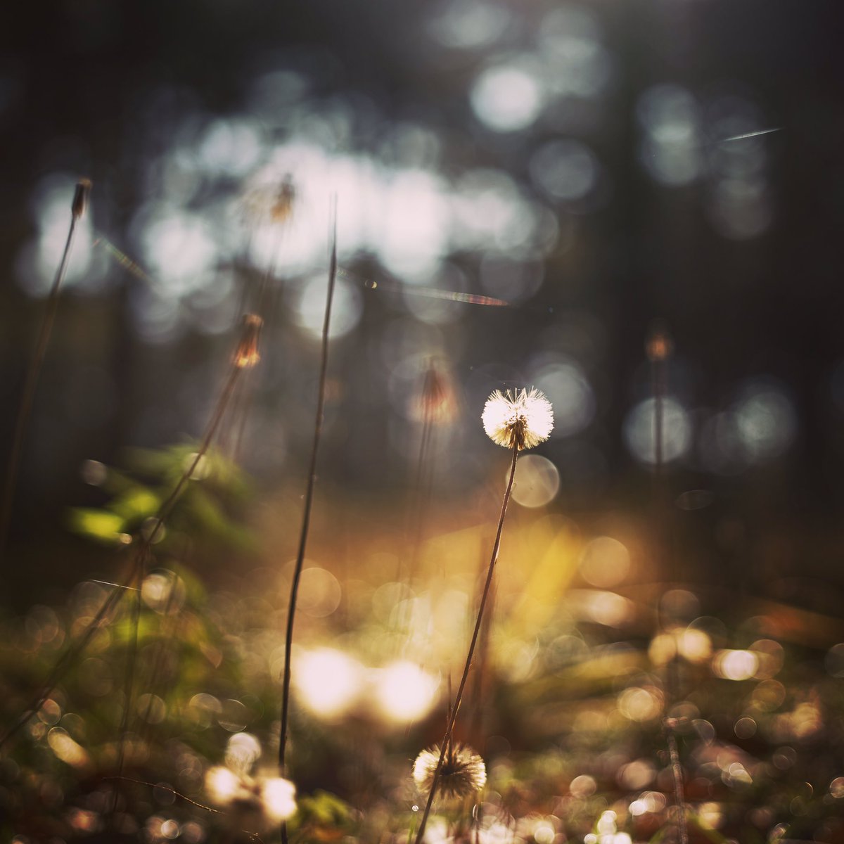 ・
forest bath
・
・
#nature #wind #forestbath
#naturephotograph