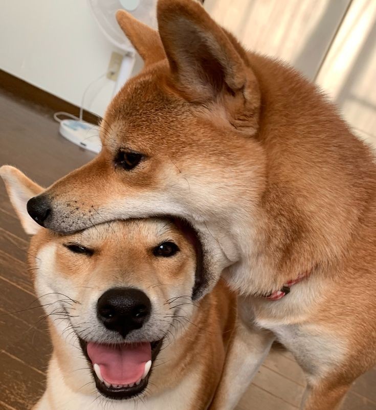 ShibAlexander's tweet photo. Like❤ if you think #SHIB will eat zeros during 2022. https://t.co/YC2ttjkYYM