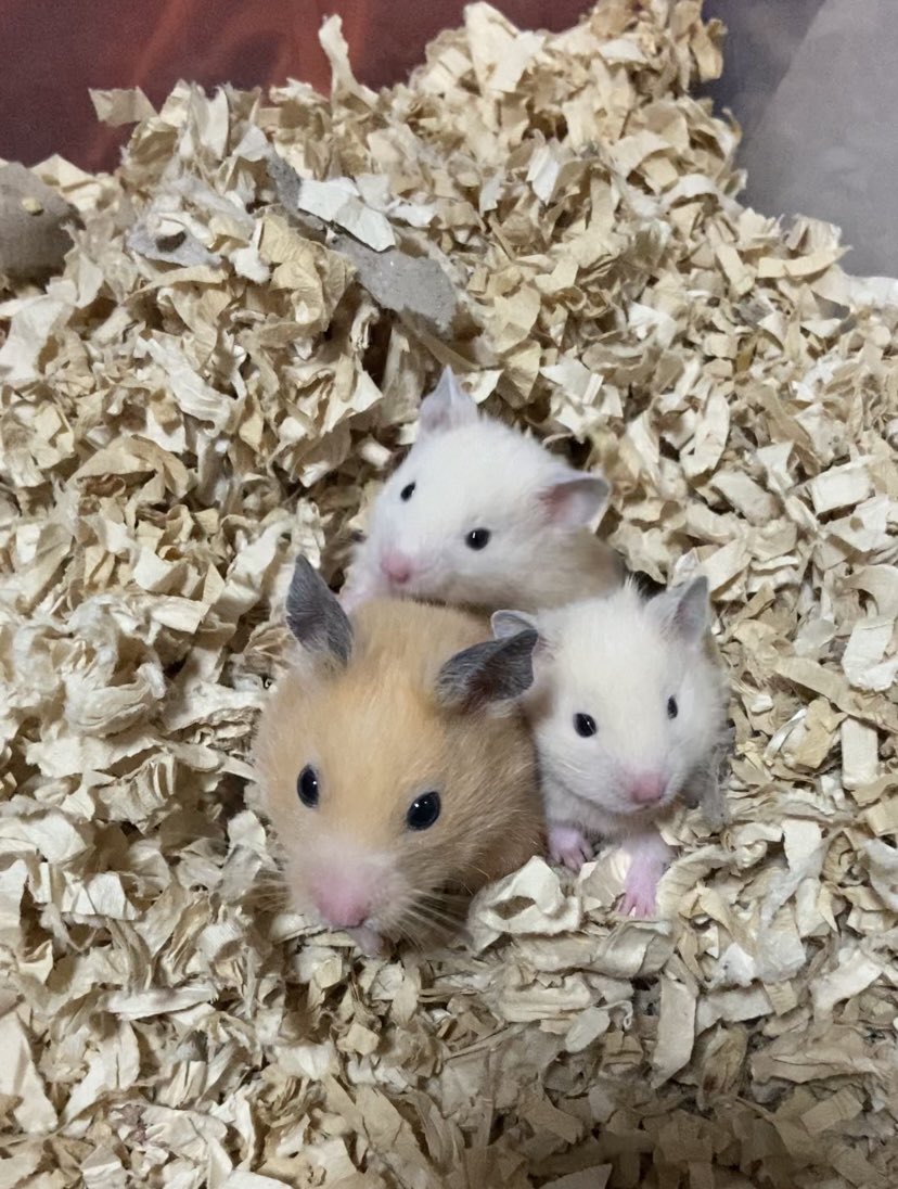 タグ 母ちゃんキンクマ の注目ツイート メガとんトラック