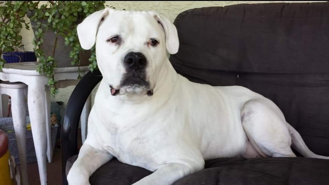 ASanchezs65's tweet photo. Chyna Jan 2017 just b4 she died. Regal, sweet, raised my granddaughter from a yr old. Sat by me thru all my cancer txs. Loyal queen.❤🐾 #RescueDogs #stopoverbreeding #DogsofTwittter https://t.co/Ppuflv9fvd