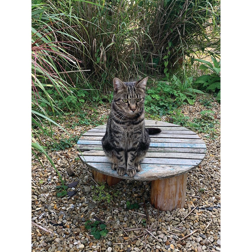 blended_monkey's tweet photo. Doesn't matter what angle you try, Simba always looks like he's judging you or planning an evil deed 😻
#cats #cats&dogs #lovecats #kitties #simbacat #simba #lovesimba #catsplanningevil deeds https://t.co/6BDe4NLz5x