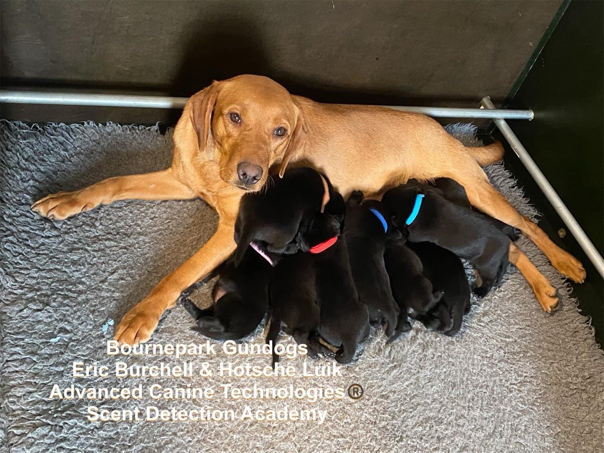 ScentDetection's tweet image. Only about two weeks old now, but walking and looking at us…when not drinking of course. Over the moon with the nine of Bloom. #bourneparkgundogs #fieldtriallabradors
Parents Bloom and Boyd, excellent bloodlines.
Info only by mail. contact@scentdetectionacademy.com