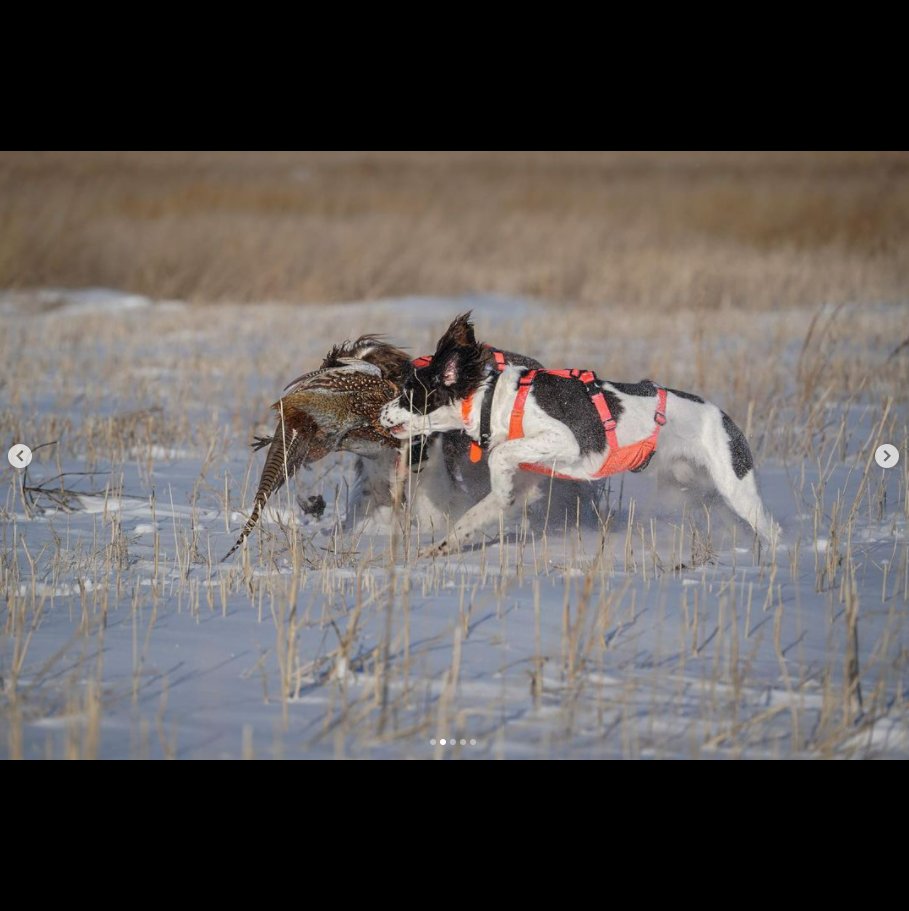 Strungmag's tweet photo. Seeing the Springers working so well, on such a fridged day, is inspiring.
@adam.tangsrud
It wasn’t the North Pole but it might as well have been!
-
#uplandhunting #optoutside #pheasanthunting #projectupland #springerspaniel #gundog
https://t.co/hIveynfLXj Subscribe Today https://t.co/MZ5jxiRYcB