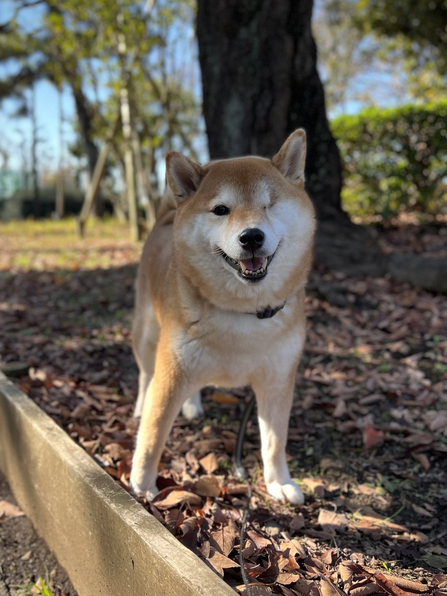 あけましておめでとうございます。
寒い年末年始になりましたね。
むーちゃん、寒いのは平気なので 落ち葉を踏みしめながらの情報収集(クンクン)に日々勤しんでおります！
今日で9歳になりました。元気に長生きしてね✨