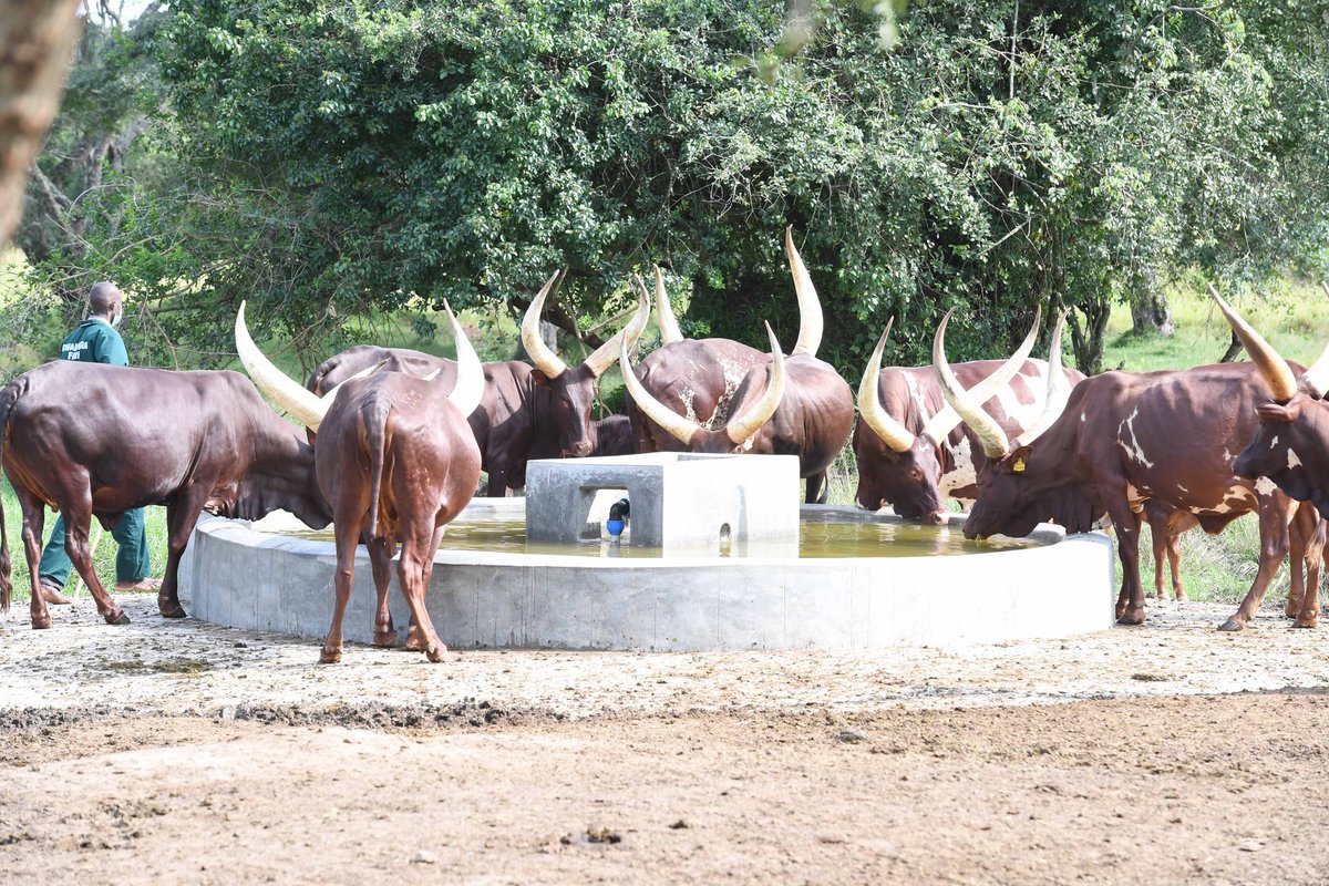 AlfredLuwangula's tweet photo. Frame 1:- 
A Water source for @KagutaMuseveni 's cows (Piped water)

Frame 2:- 
A Typical Water Source for Millions of Ugandans. (Bathing place for cows) https://t.co/SqaSOCvFpl