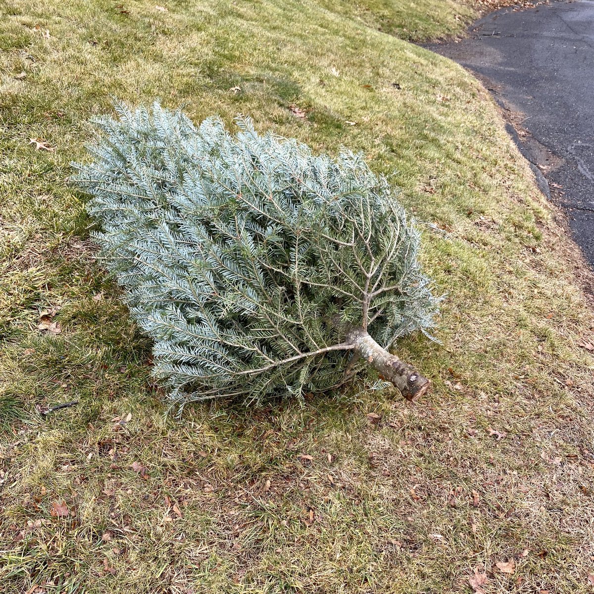 Will Reichelt tweet media