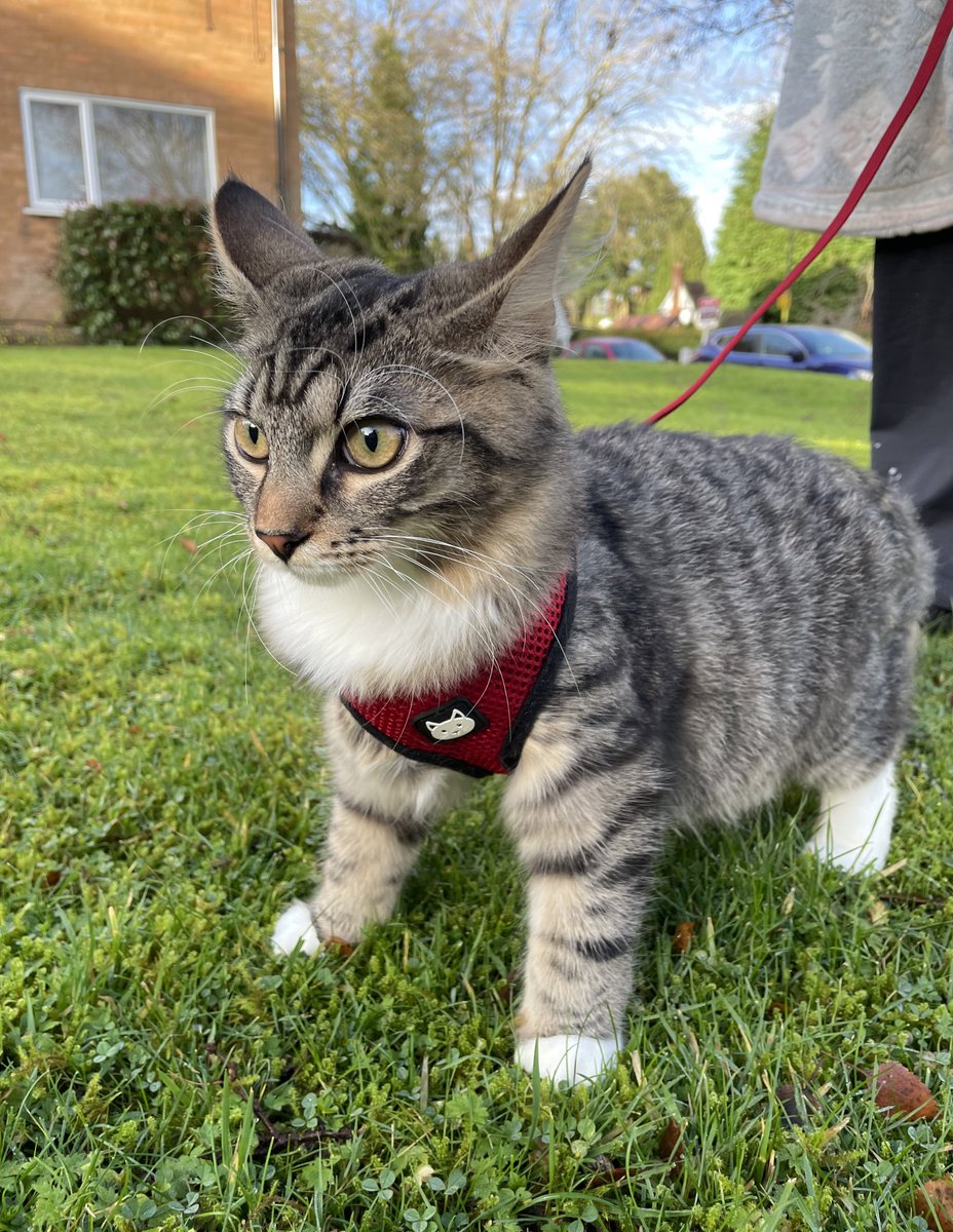 Something very exciting happened today! I went on my first outdoor adventure. My human put me in a harness so I could explore the garden. There was so much to see and smell, my paws got a bit wet but I didn’t mind. It was so much fun!!#thorsadventures #catsoftwitter https://t.co/6IHvv65eSX