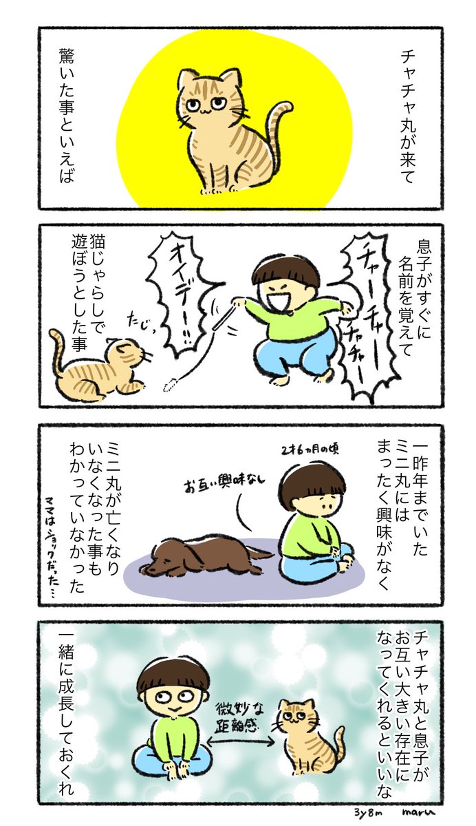 息子がたまーーーーに猫じゃらし持ち出すけど、それ以外はお互いほとんど興味なしなんですけどね!
ネコチャンだからちょうどいい距離感
2人ともママの周りに集まってくるから距離は近い 