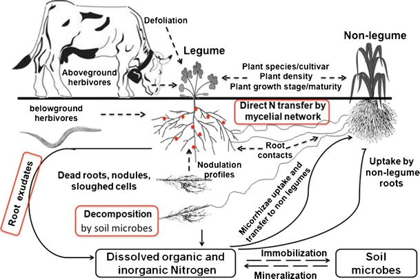 sergiotoletti's tweet photo. La transferencia de nitrógeno de las leguminosas a las no leguminosas juega un papel importante en los sistemas de cultivo agrícolas La transferencia de N tiene el potencial de reducir el uso de fertilizantes nitrogenados inorg sintéticos y así apoyar la agricultura sostenible https://t.co/QVLsKvdkyC