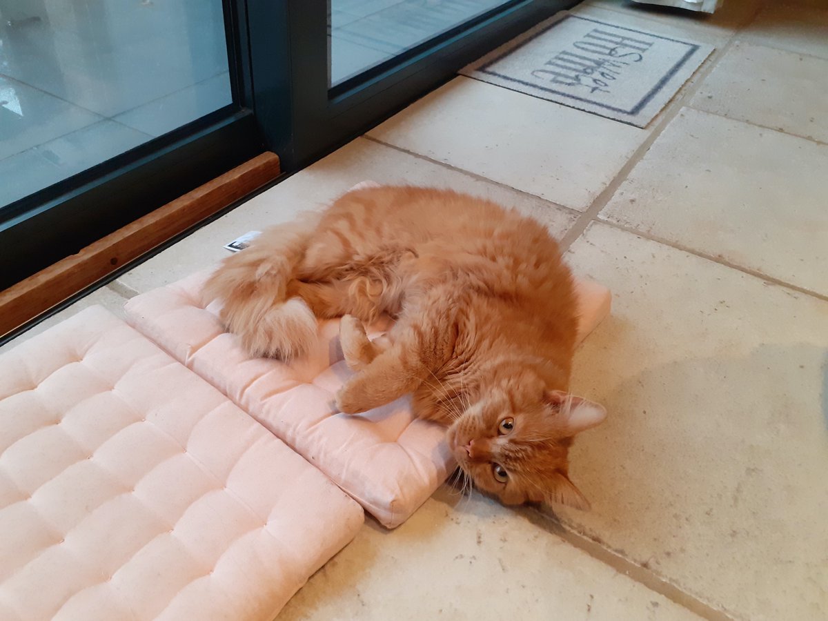 VnJustine's tweet photo. Marcel vermist regio Oedelem! Roste, pluizige kat, vooral opvallend is de heel pluizige staart. Kater, gecastreerd, gechipt (chipnummer 981100004843489). Vermist sinds 31/12/2021 in Oedelem. Stuur mij een berichtje als je hem gezien zou hebben, eeuwige dankbaarheid! https://t.co/xmRmCXjh5E