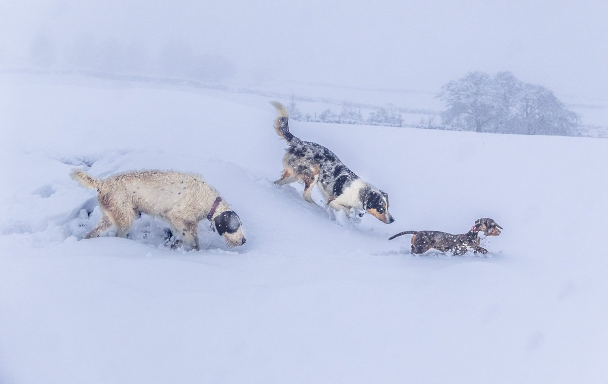 Paul Steele aka BaldHiker tweet media
