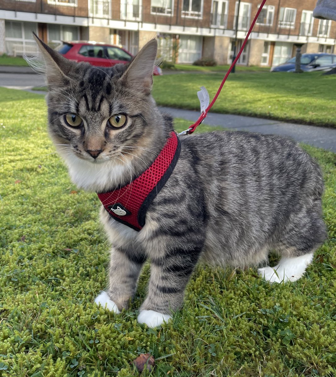 Thor’s first outdoor adventure. I was amazed at how relaxed and confident he was. Strutting around like the king of the garden. #sundayvibes #catsoftwitter https://t.co/yQ1rXlKvEa