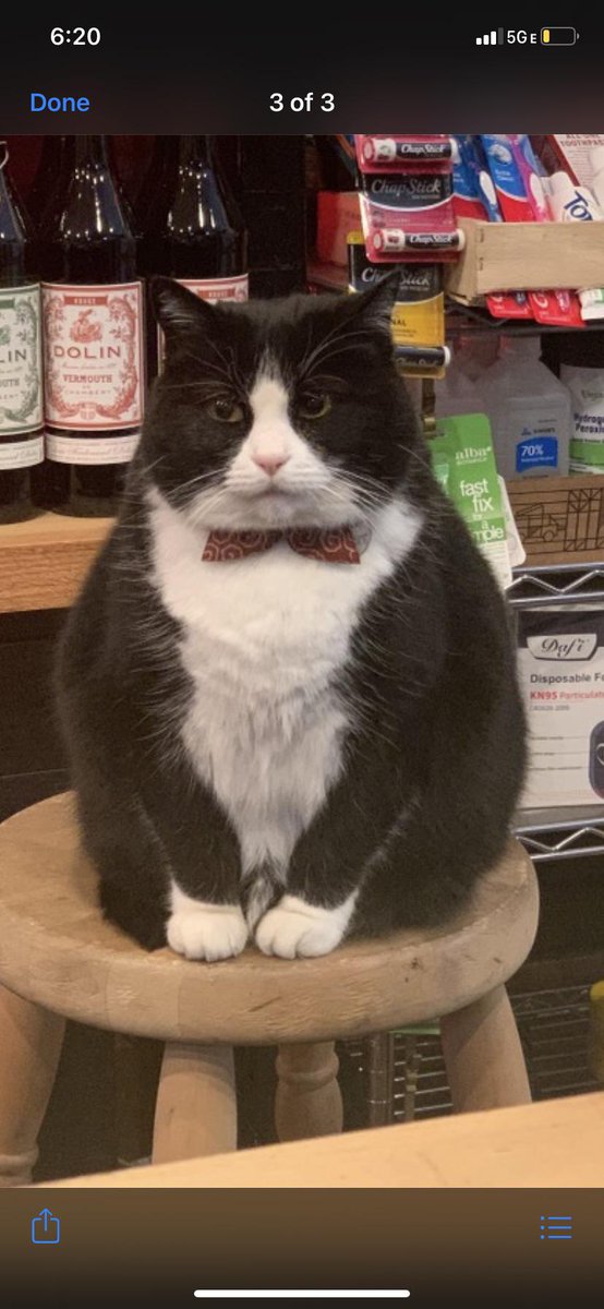 found this fancy lookin cat in a San Francisco liquor store.