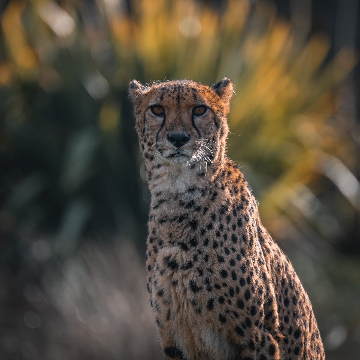 Mel_Guedon's tweet photo. Une journée au @zoobeauval #zoo #zooparc #zooBeauval https://t.co/vyftGqCgYU