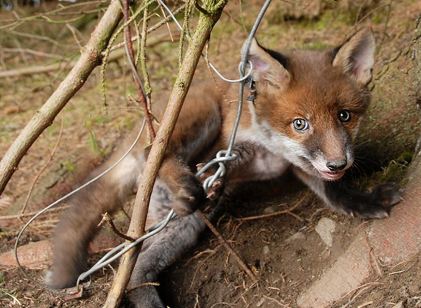 _AnimalAdvocate's tweet photo. If you think snares are fair.
I dare say you're not thinking.
If you can imagine their despair,
Share to stop this crime happening🙏
Sign to #BanSnares🦊💔@AnimalAid
https://t.co/amQ7fp9uOX

@ChrisGPackham @RickyGervais @DeborahMeaden @marcthevet @PeterEgan6 @domdyer70 @zbleumoon https://t.co/BML86RjRs9