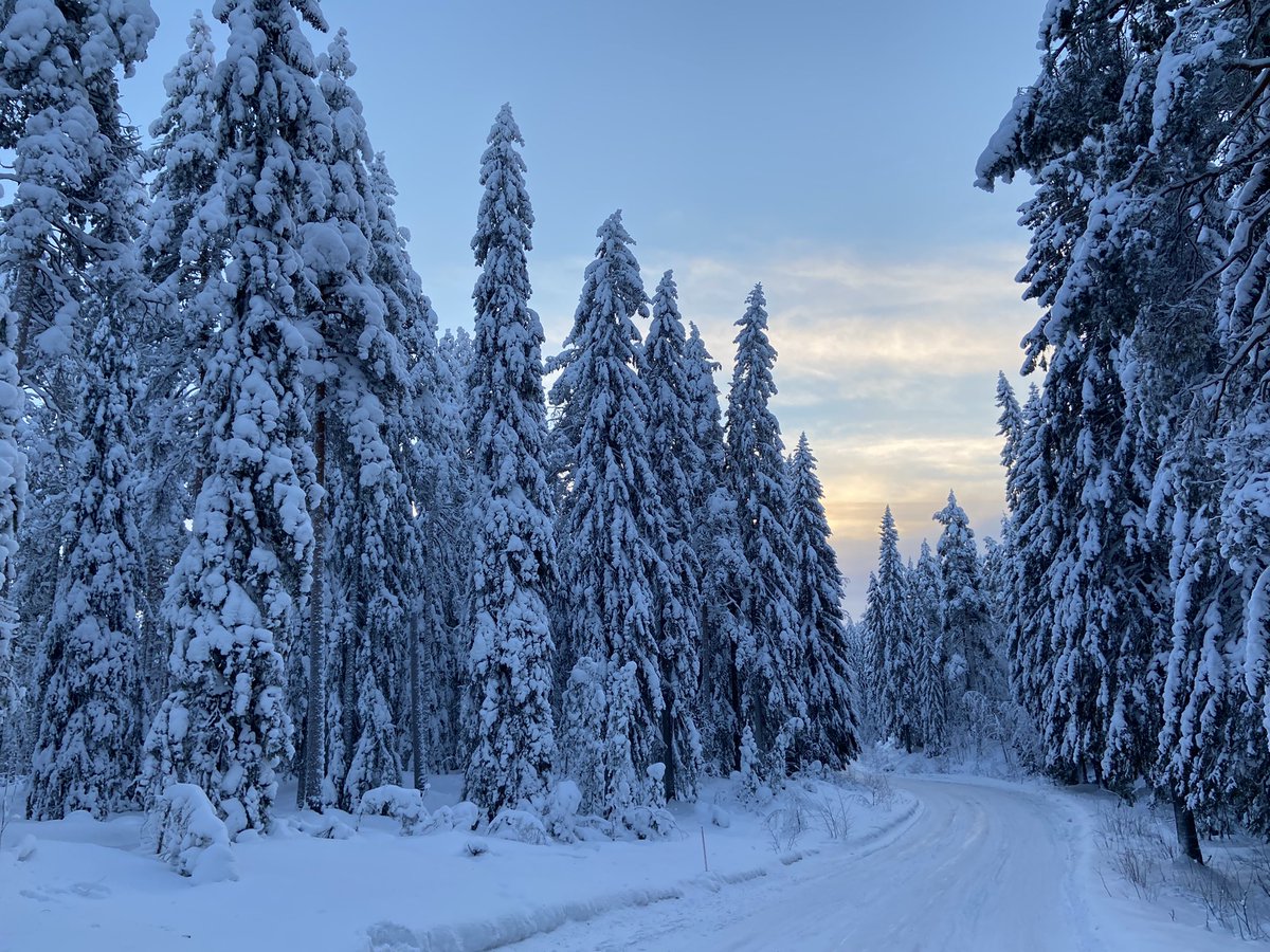 Kainuun ja Koillismaan luonto näyttää todella kauniilta. Metsänomistajien kannalta tilanne näyttää huolestuttavalta. 

2018 oli viimeksi paha tykkylumitalvi, joka aiheutti suuria vahinkoja metsänomistajille. Korvasimme silloin metsä- ja muita omaisuusvahinkoja yli 3 M€ arvosta.