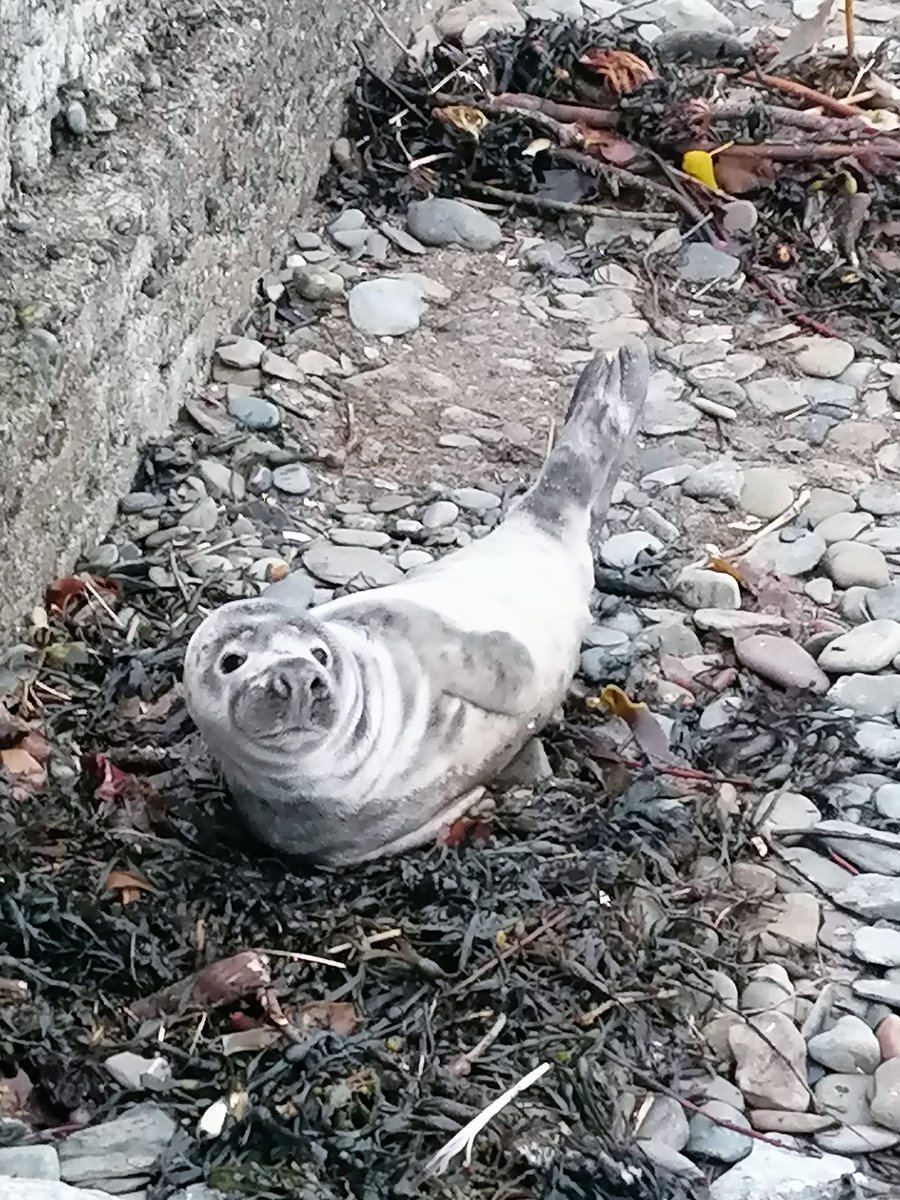 OlgaOSullivan's tweet photo. While enjoying the open water, some useful guidelines for encountering seal pups are in the link below. Here is a cutie from Fountainstown; his mum came back for him at night. #openwaterswimming #surfing @seal_rescue @snappedoutside @MyrtlevilleS  https://t.co/AkKNKICj4k https://t.co/hUPcP9KQOa