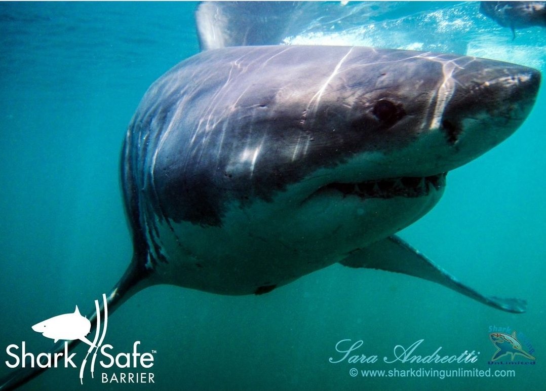 SharksafeB's tweet photo. Happy new year to you all from the team at the shark safe barrier!

Check out our brand new website via the link in our bio. Here's to another year of protecting people and sharks alike.

#sharkresearch #marinebiology #marineconservation #oceans #sharks #greatwhiteshark #science https://t.co/U96T2Mg0A8