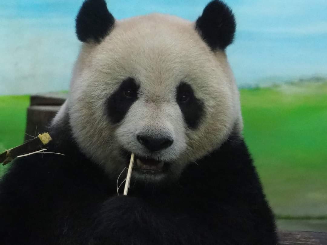 zai_panda's tweet photo. 20220102 Yuan Zai Family was eating bamboo Leaves and carrot. https://t.co/Skqqn4vweT