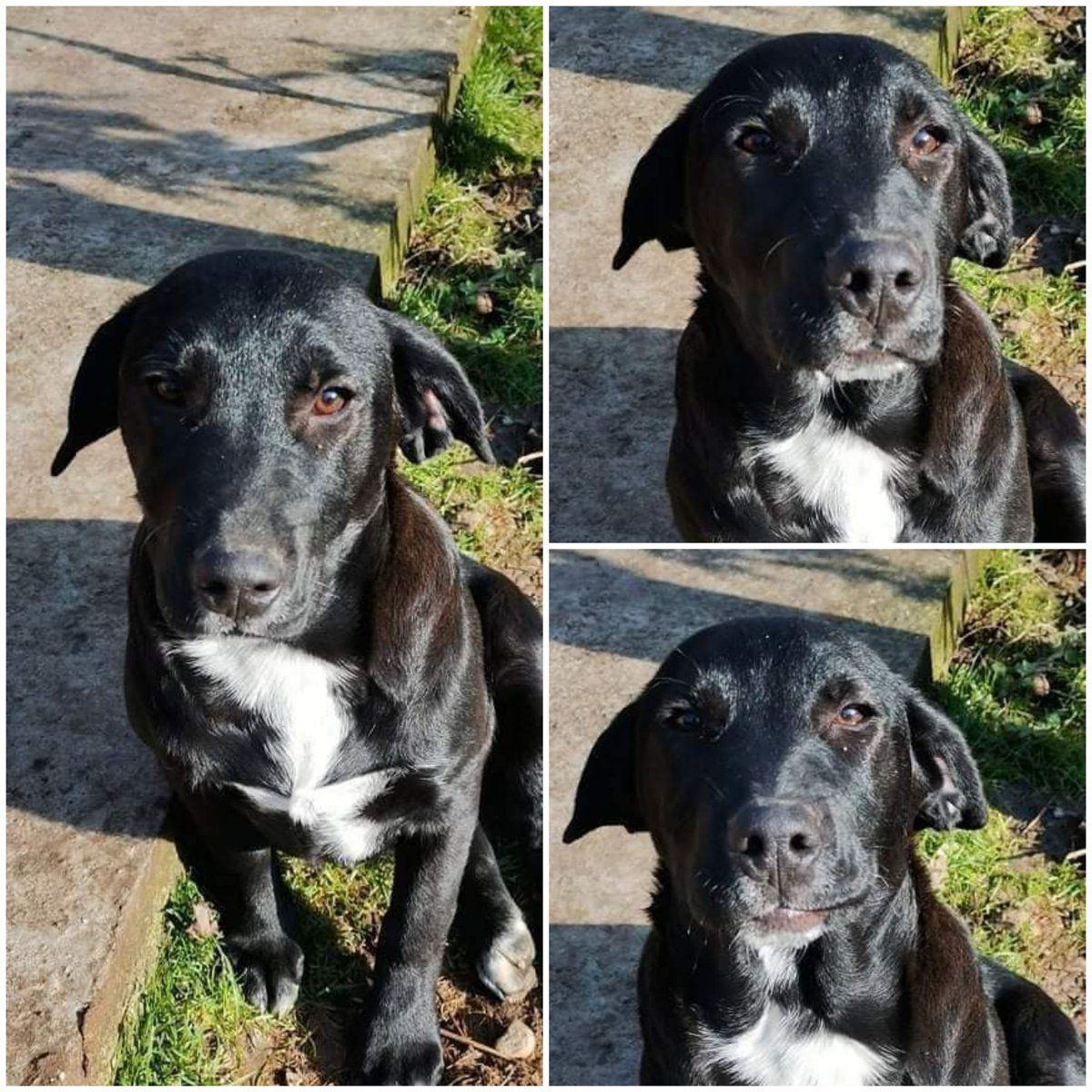 BrokenPawsSC's tweet photo. Arsinel
6 months old
Male
Location: Romania
Expected to be medium size
Can live with dogs &amp; cats 🐕🐈 https://t.co/1w9XRKTXRm