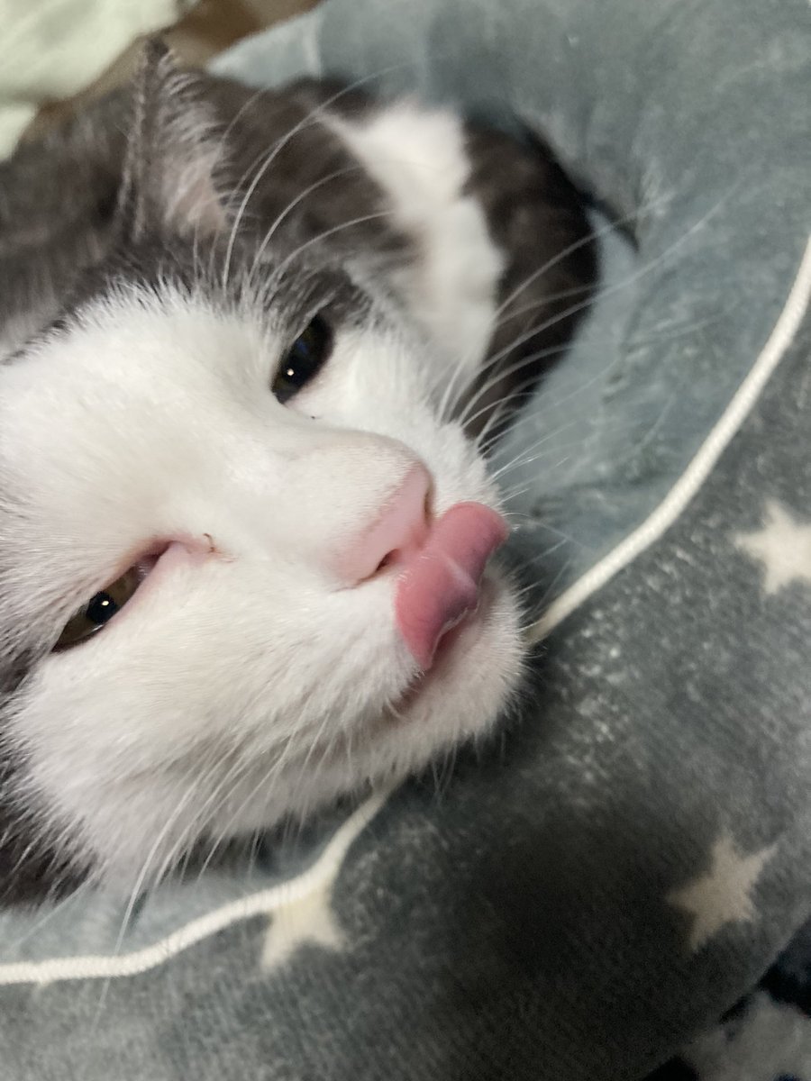 ここまで被写体に向かない猫も珍しいぞ 