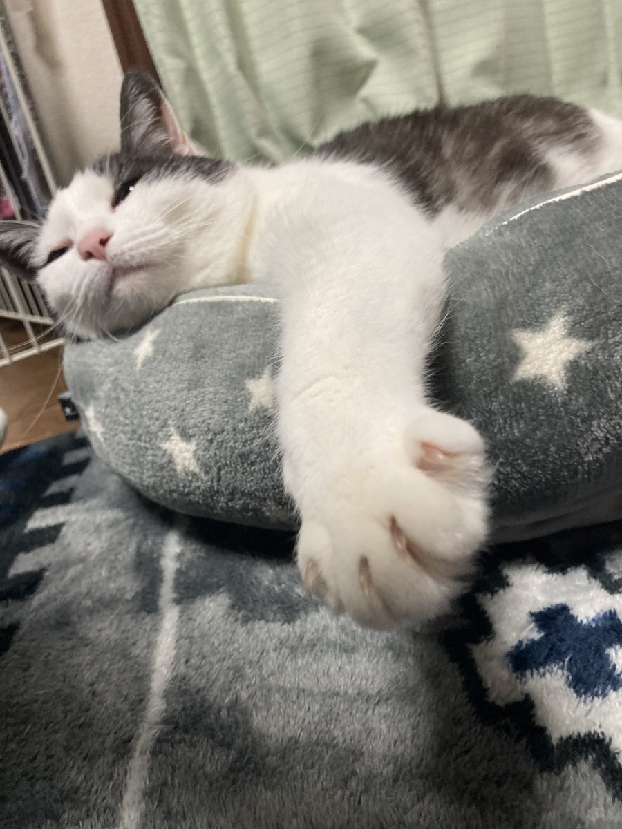 ここまで被写体に向かない猫も珍しいぞ 