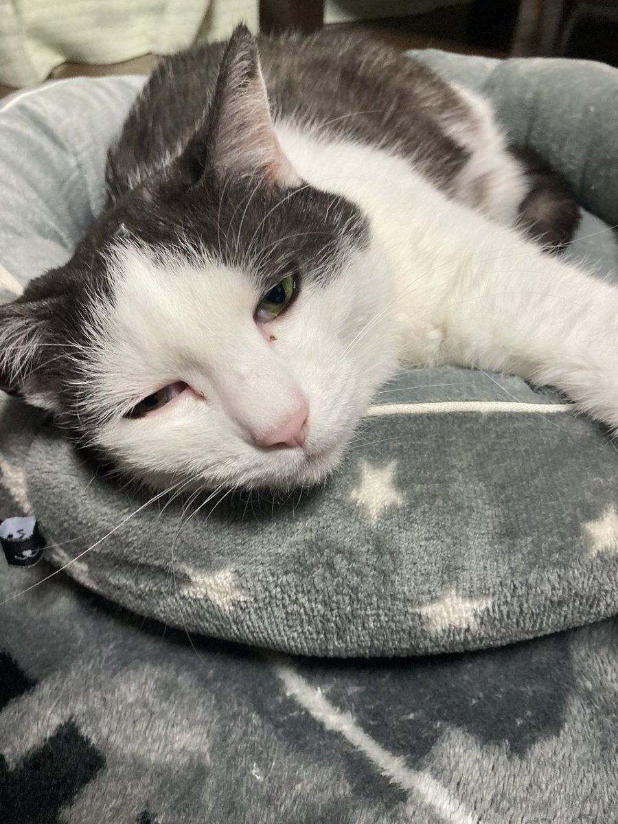 ここまで被写体に向かない猫も珍しいぞ 