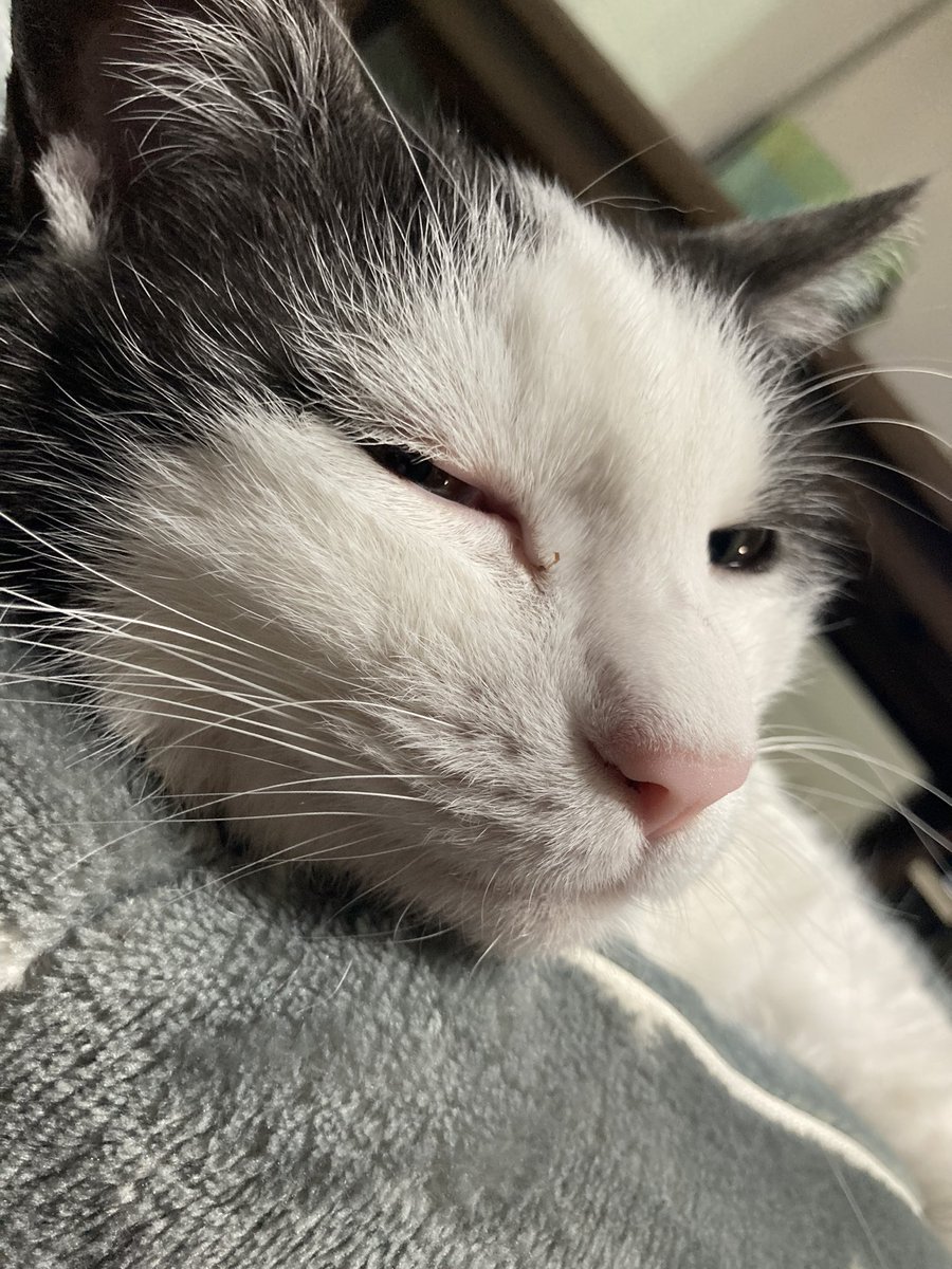 ここまで被写体に向かない猫も珍しいぞ 