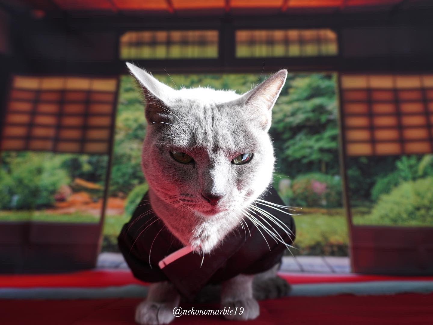 悪い顔の猫 Twitter Search Twitter