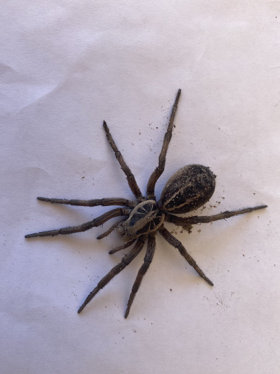 waltercas's tweet photo. Buen día, encontré esta araña en el ventanal del patio de mi casa , alguien sabe si es del tipo venenosa? https://t.co/XNoUOkV3Ri