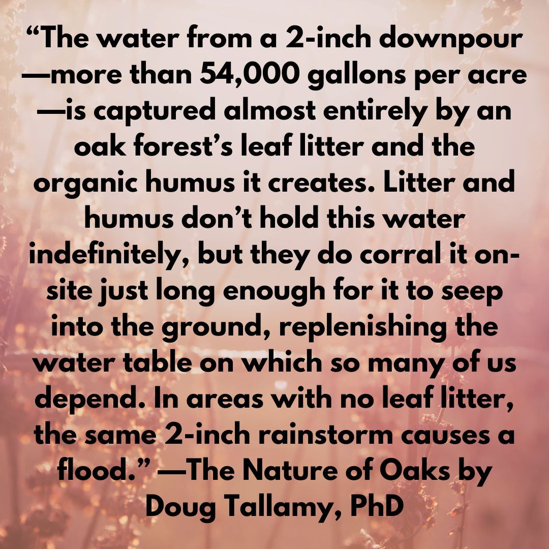 The water from a 2-inch downpour .... is captured almost entirely by an oak forest’s leaf litter and the organic humus it creates.
― Douglas W. Tallamy, The Nature of Oaks: The Rich Ecology of Our Most Essential Native Trees #Trees #Oaks #DougTallamy