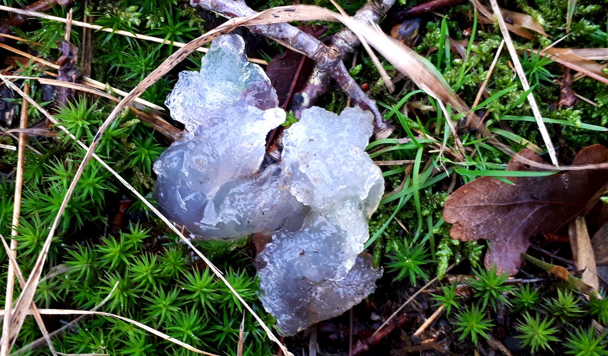 Wim Huijser tweet media