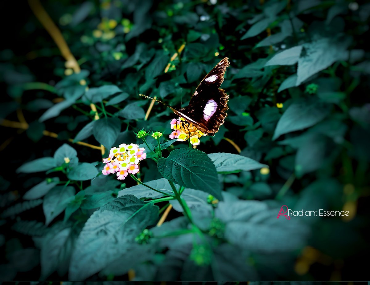 SoumyaA18155373's tweet photo. #FirstPost2022
#flowerphotography
#NaturePhotography
#WinterMiracleV https://t.co/e4CLmgpzPM