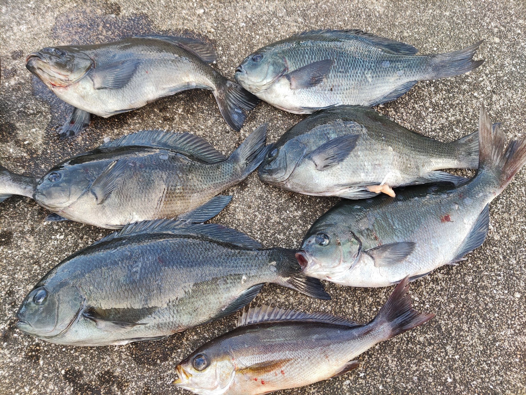 泳げない魚 Vupzxkh3povgfip Twitter