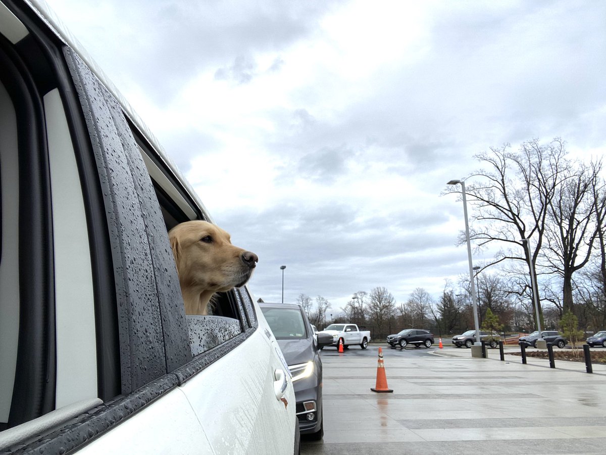 nanecdote's tweet photo. Lily the Service Dog is happy to see this early turnout for the @fccps #covid testing for returning students and staff! #servicedog #lilyatyourservice   #fccps https://t.co/eIrdcDWhgD https://t.co/Hj5j85u4Ja