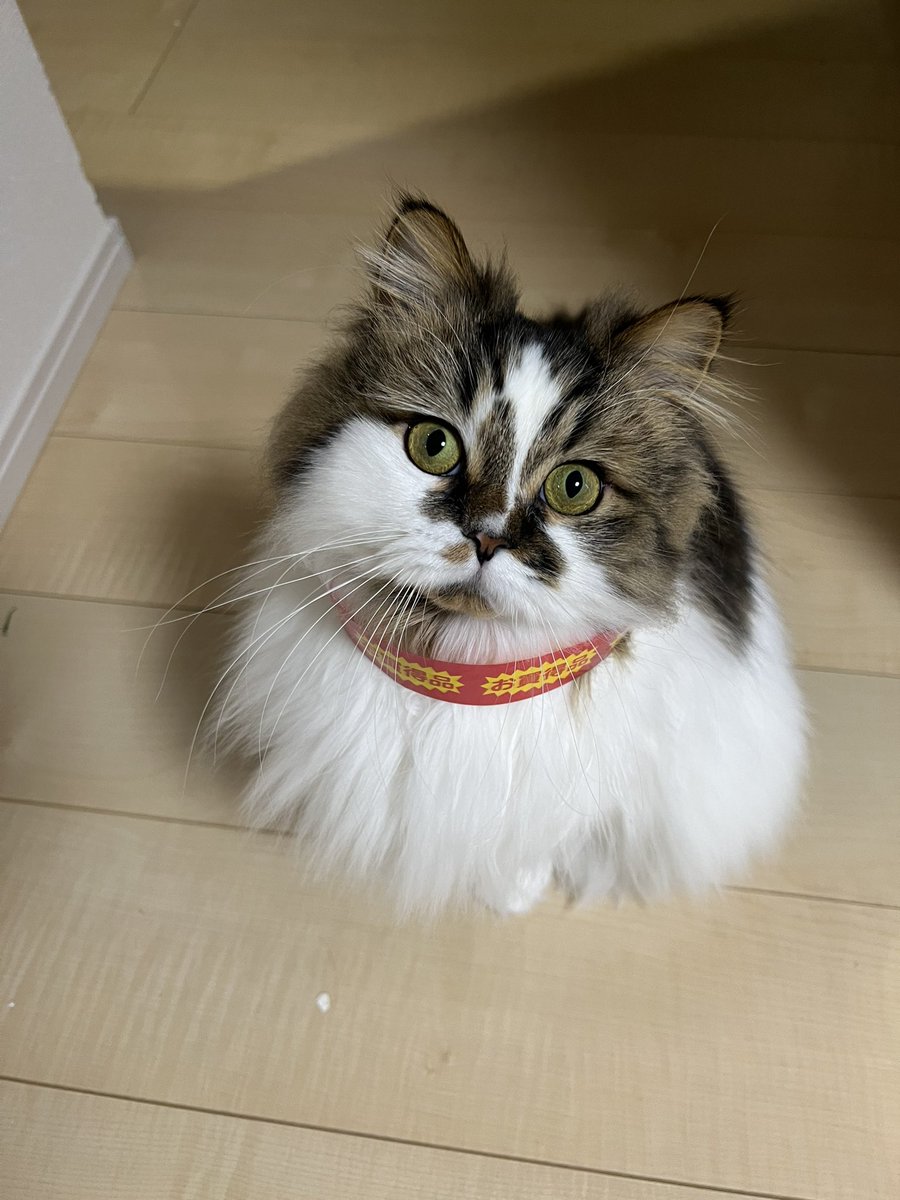 初売り　お買い得ねこちゃん！