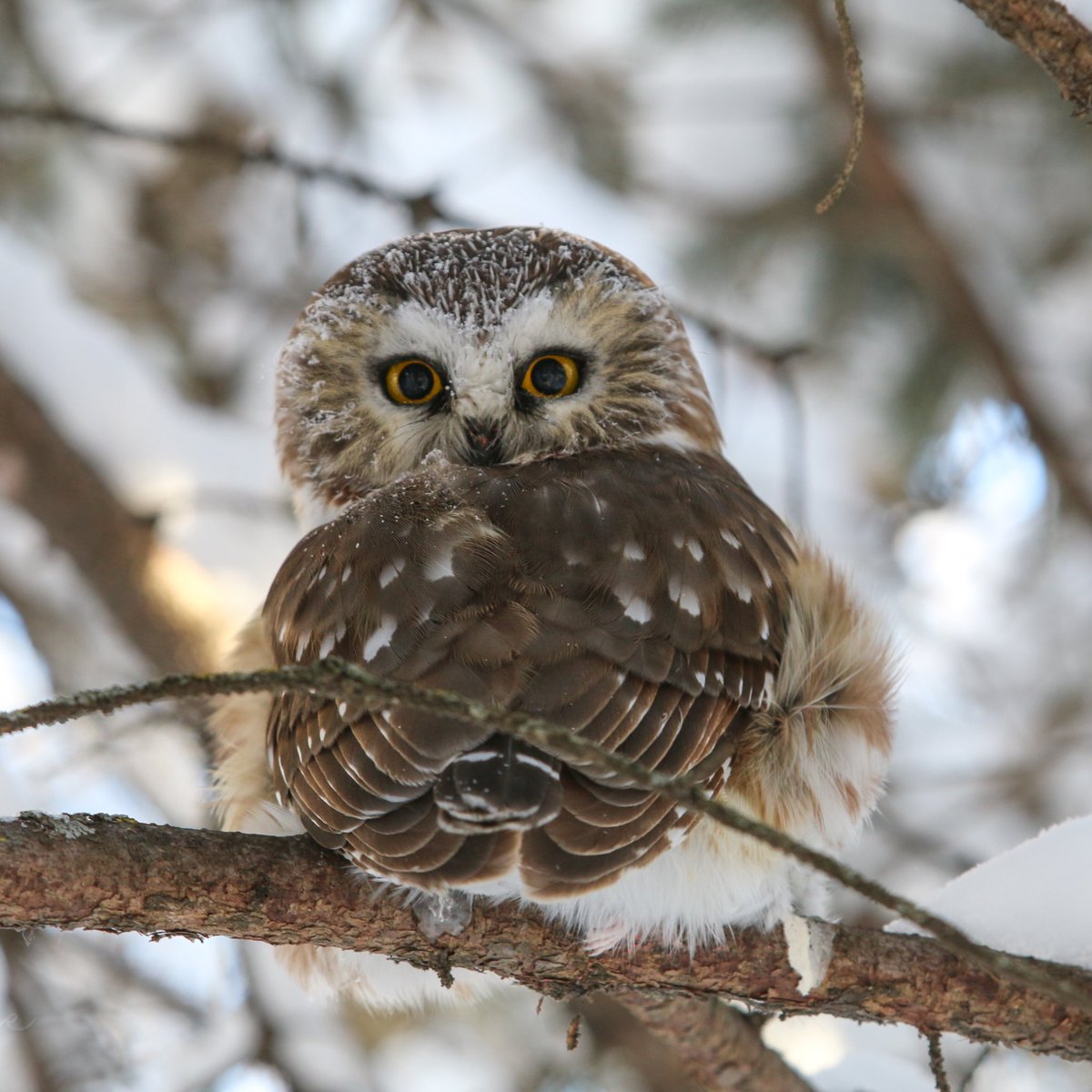 Northern Saw Whet Owl 🦉 ~ Manitoba 🤍 #northernsawwhetowl  #owls #manitobabirds #birdphotograpy #TwitterNatureCommunity
