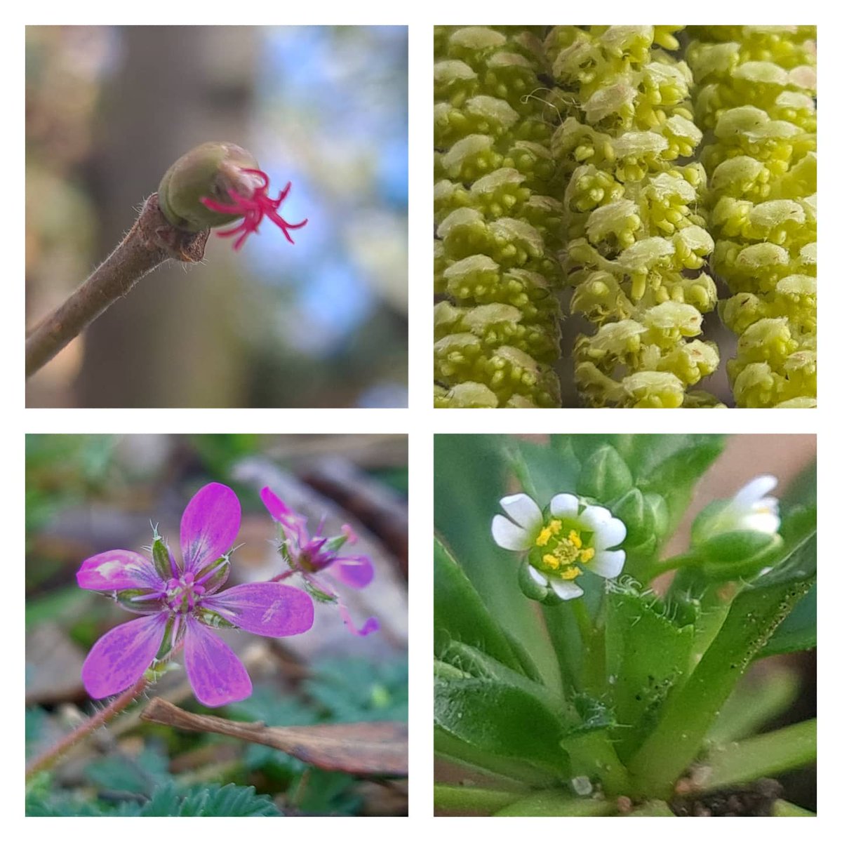 Kevin Widdowson tweet media